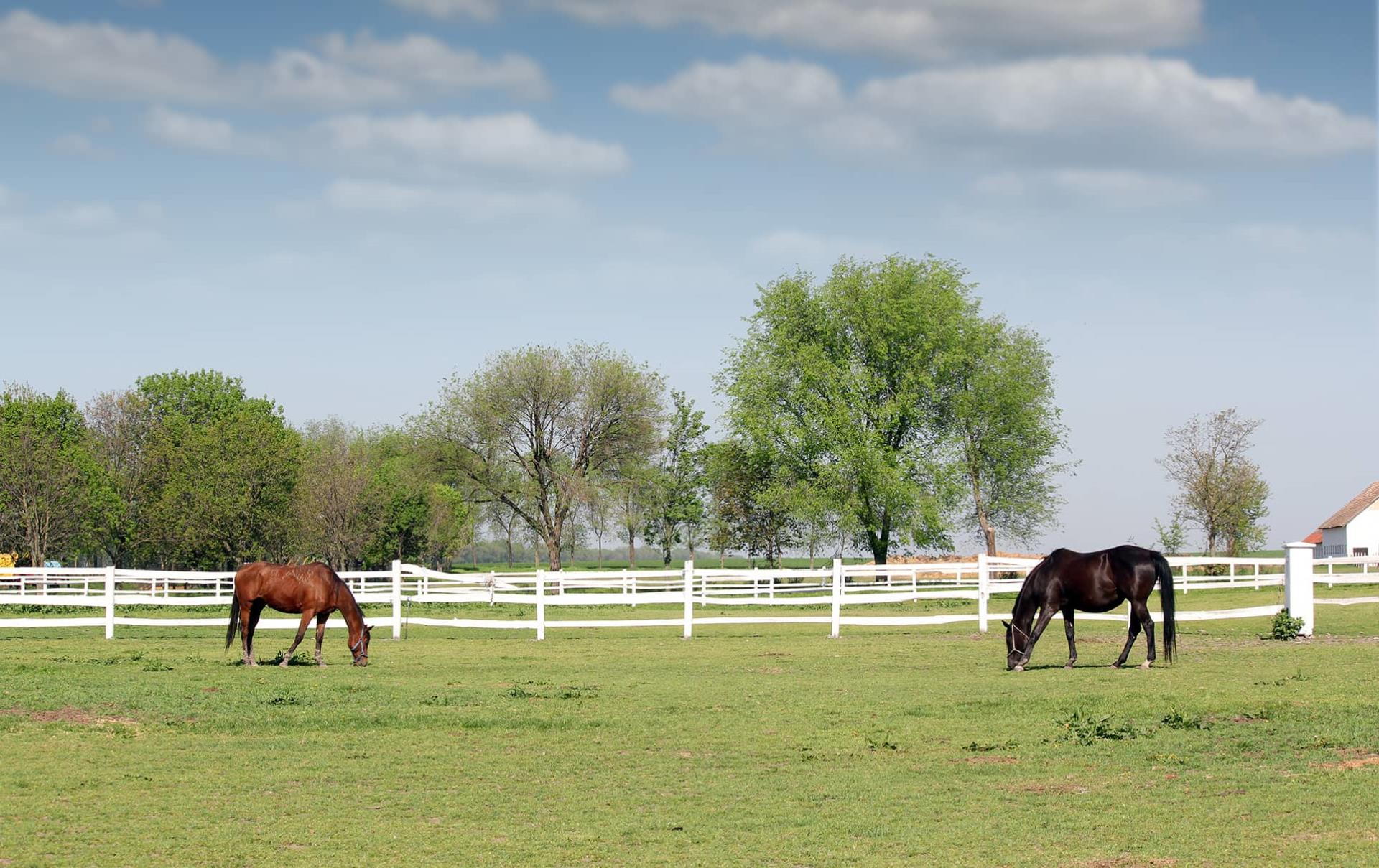 Orange-Park-Acres-Horses